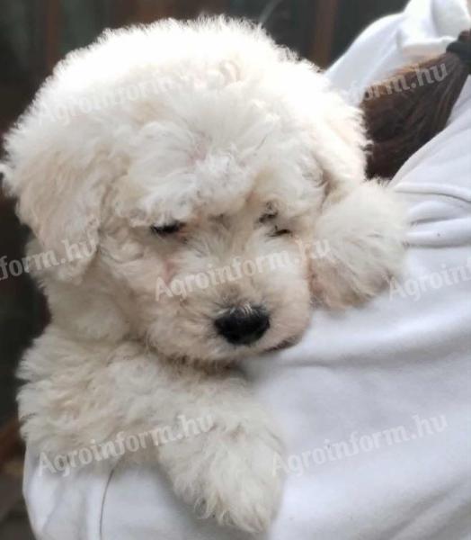 Komondor jellegű kölyökkutyák gazdit keresnek Gödöllőn