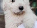 Komondor jellegű kölyökkutyák gazdit keresnek Gödöllőn