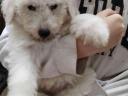 Komondor jellegű kölyökkutyák gazdit keresnek Gödöllőn