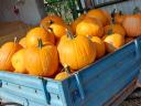 Halloween tök eladó
