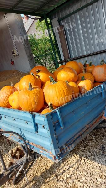 Halloween tök eladó
