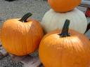 Halloween tök eladó