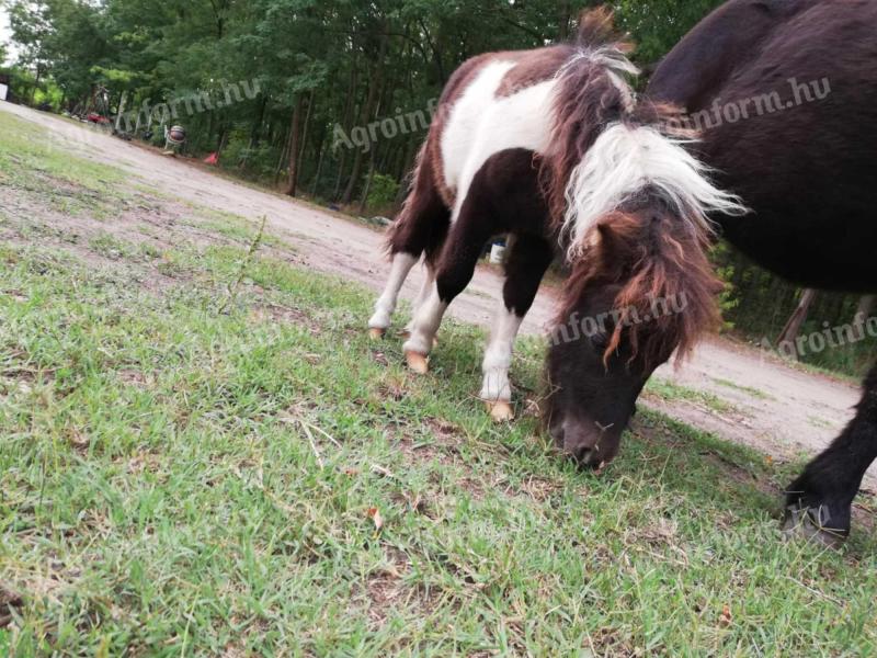 Csődör poni
