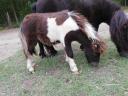 Csődör poni