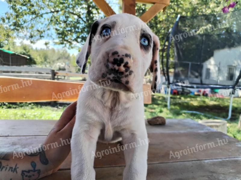 Német dog jellegű kölykök ingyen