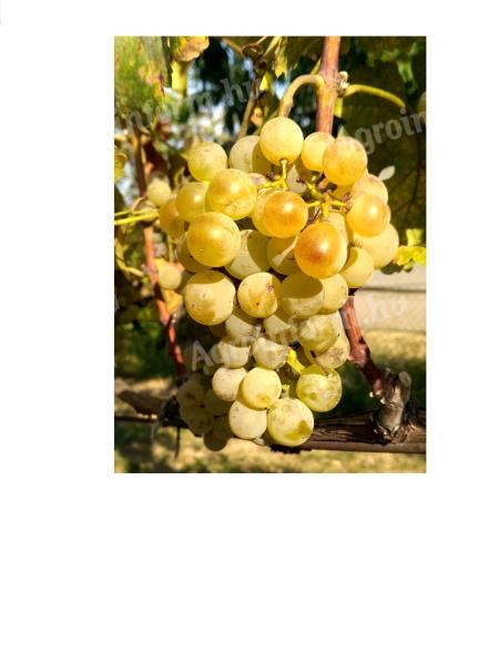 Vegyes,  fehér borszőlő