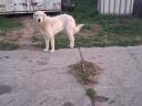Ingyen elvihető 16 hónapos kuvasz szuka