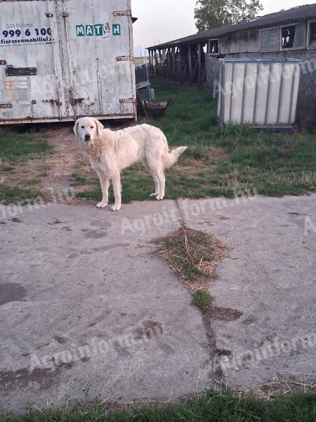 Ingyen elvihető 16 hónapos kuvasz szuka