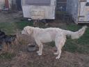 Ingyen elvihető 16 hónapos kuvasz szuka