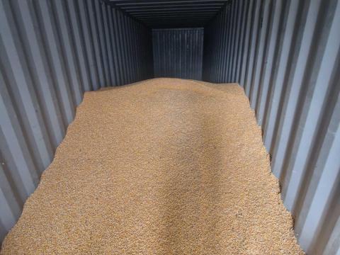 Eladó 60 q kukorica