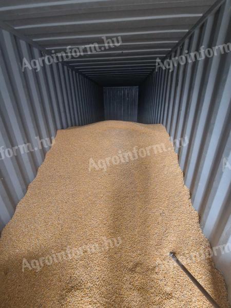 Eladó 60 q kukorica