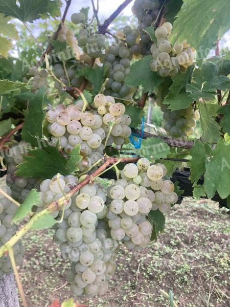 Olaszrizling akció Kéthelyen