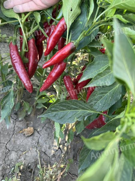 Friss Kalorez nyers fűszerpaprika szeptember végétől eladó Fajszon