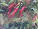 Friss Kalorez nyers fűszerpaprika szeptember végétől eladó Fajszon