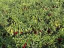 Friss Kalorez nyers fűszerpaprika szeptember végétől eladó Fajszon