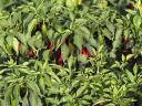 Friss Kalorez nyers fűszerpaprika szeptember végétől eladó Fajszon