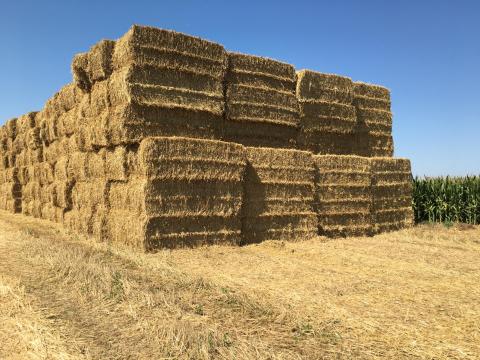 Nagy kockabálás szalma eladó Nagy kockabálás szalma eladó