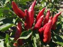 Fűszerpaprika Kalocsai 622 eladó Fajszon