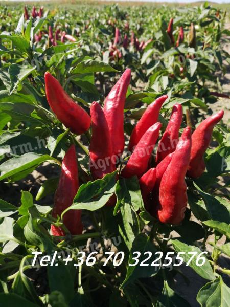 Fűszerpaprika Kalocsai 622 eladó Fajszon