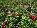 Fűszerpaprika Kalocsai 622 eladó Fajszon
