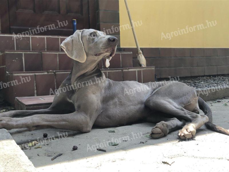 Örökbe fogadható- Weimari vizsla