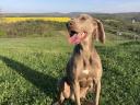 Örökbe fogadható- Weimari vizsla