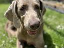 Örökbe fogadható- Weimari vizsla