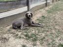 Örökbe fogadható- Weimari vizsla