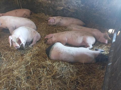 Eladó választási malacok Eladó választási malacok