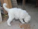 Komondor jellegű kiskutya gazdit keres
