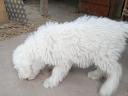 Komondor jellegű kiskutya gazdit keres