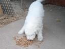 Komondor jellegű kiskutya gazdit keres