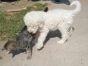Komondor jellegű kiskutya gazdit keres