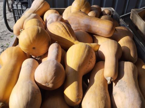 4 kg alatti beja sütőtök kis és nagy tételben eladó 120 Ft/kg áron