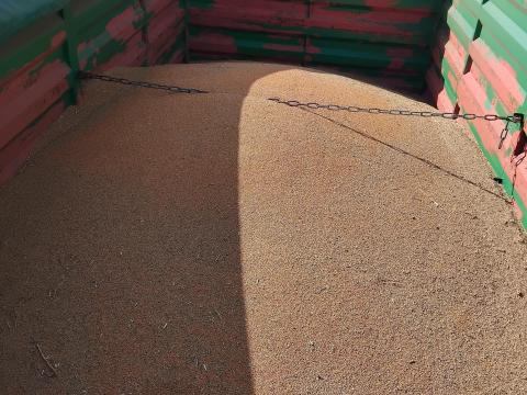 Vörösköles eladó Szegeden, 2025-ös betakarítás Vörösköles eladó Szegeden, 2025-ös betakarítás