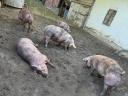 Pietrain x duroc háztáji hízó
