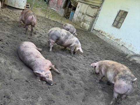 Pietrain x duroc háztáji hízó Pietrain x duroc háztáji hízó