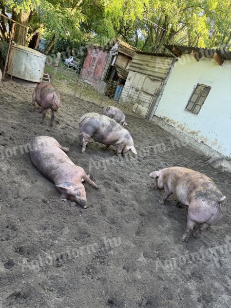 Pietrain x duroc háztáji hízó