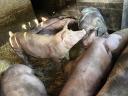 Pietrain x duroc háztáji hízó