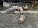 Pietrain x duroc háztáji hízó