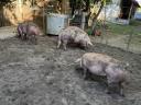 Pietrain x duroc háztáji hízó