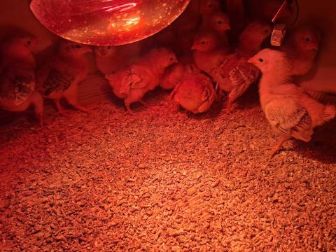 18db hetes csibe 18db hetes csibe