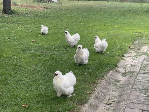 Selyemkakasok ingyen elvihetők vagy cserélhetők selyemtyúkokra Selyemkakasok ingyen elvihetők vagy cserélhetők selyemtyúkokra