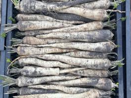 Petrezselyem gyökér termelőtől, friss áru eladó