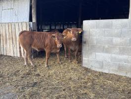 Limousin üszők eladók,  1 évesek,  19 db egyben