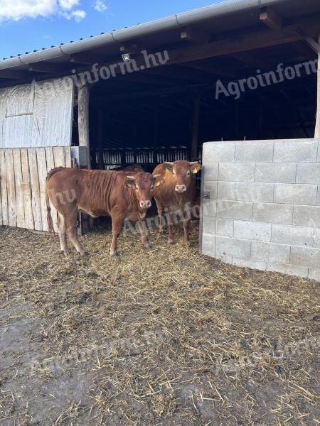 Limousin üszők eladók,  1 évesek,  19 db egyben