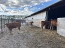 Limousin üszők eladók,  1 évesek,  19 db egyben