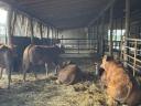 Limousin üszők eladók,  1 évesek,  19 db egyben