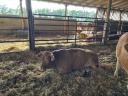Limousin üszők eladók,  1 évesek,  19 db egyben