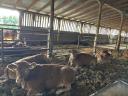 Limousin üszők eladók,  1 évesek,  19 db egyben